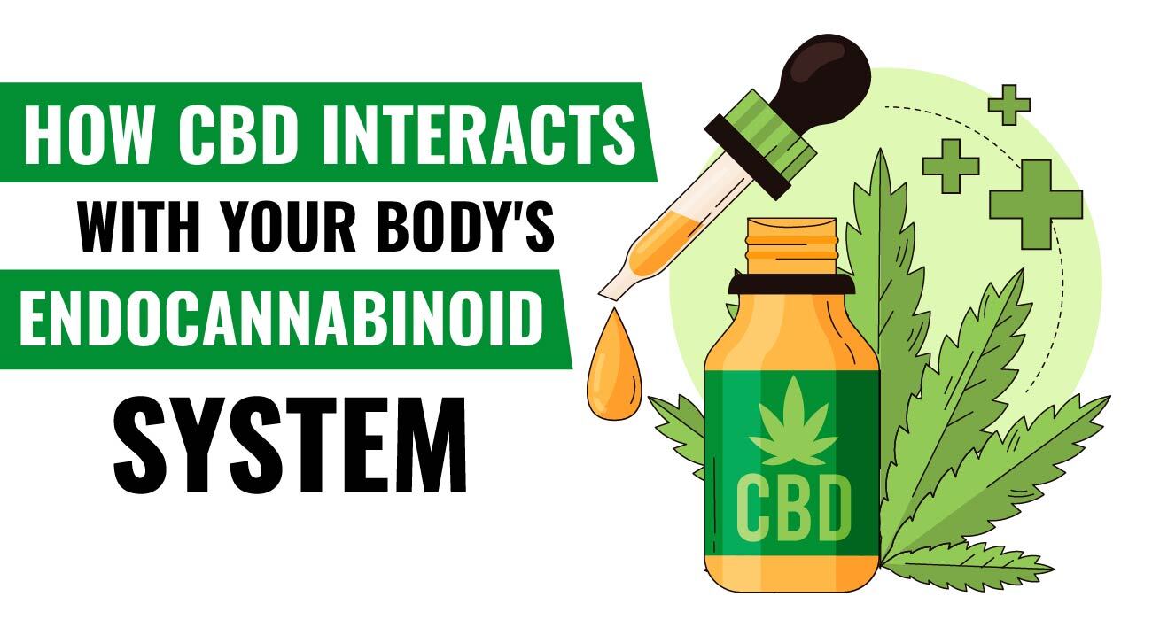 How CBD Interacts with Your Body's Endocannabinoid System